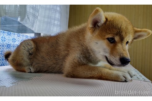 成約済の秋田県の柴犬-312550の3枚目